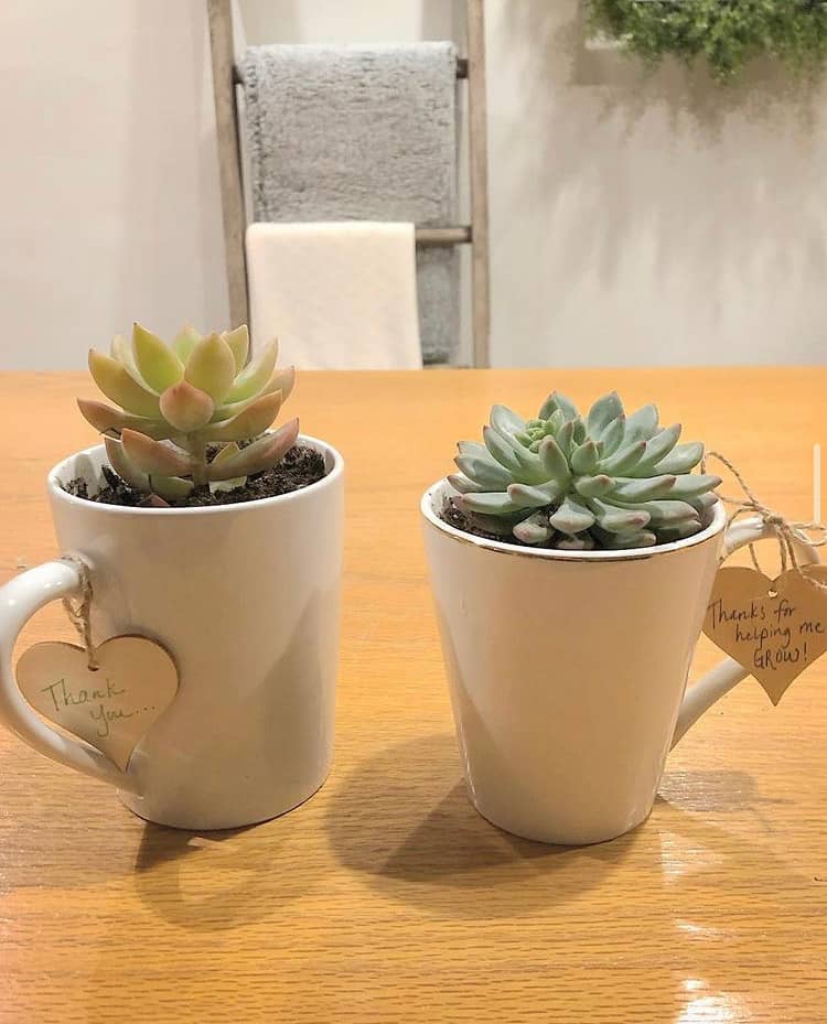 Referral Gifts: Potted Succulents